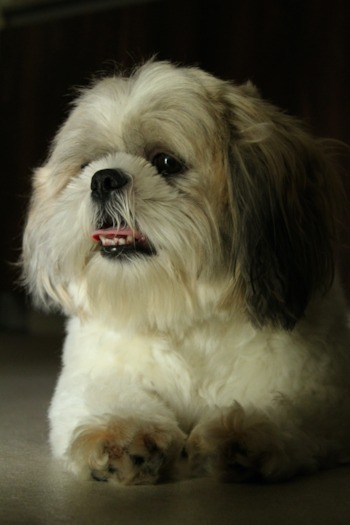 brown and white shih tzu face closeup